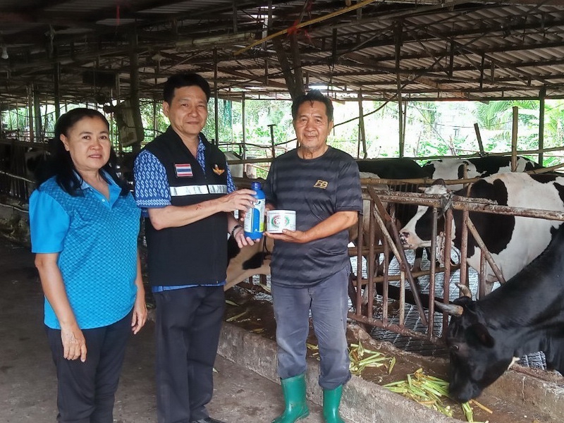 ปศุสัตว์จันทบุรี รณรงค์ฉีดวัคซีนป้องกันโรคลัมปี สกิน แก่โคนม แนะเกษตรกรกำจัดแมลงดูดเลือดพาหะนำโรค