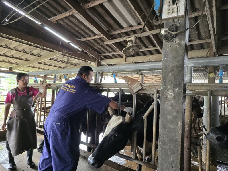 ปศุสัตว์อำเภอสอยดาว รณรงค์ฉีดวัคซีนป้องกันโรคปากและเท้าเปื่อยในโคนม