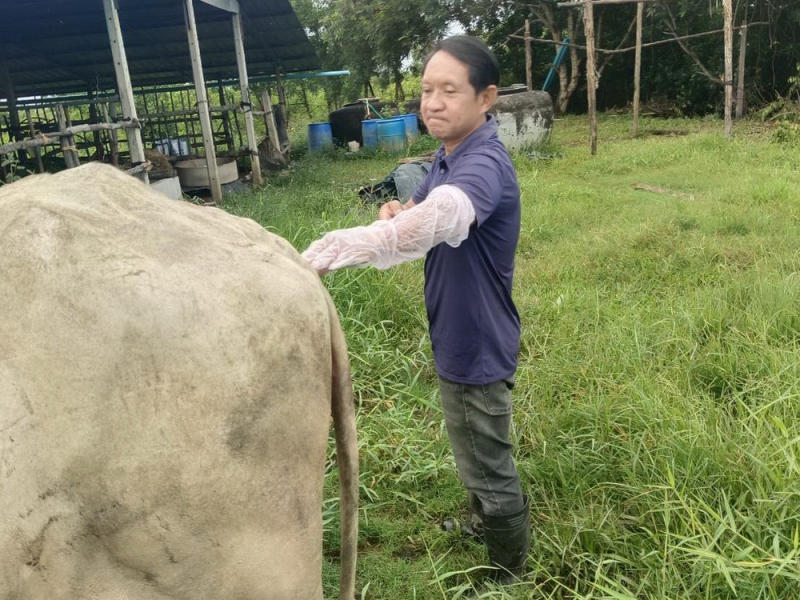 ปศุสัตว์อำเภอมะขาม ลงพื้นที่ให้บริการเกษตรกร ผสมเทียม โคเนื้อ พร้อมให้คำแนะนำการดูแลสุขภาพสัตว์
