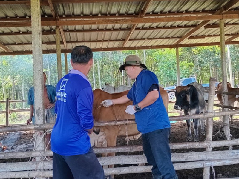 ปศุสัตว์อำเภอนายายอาม ลงพื้นที่ให้บริการเกษตรกร ฉีดวัคซีนป้องกันโรคปากและเท้าเปื่อยในโคเนื้อ กระบือ