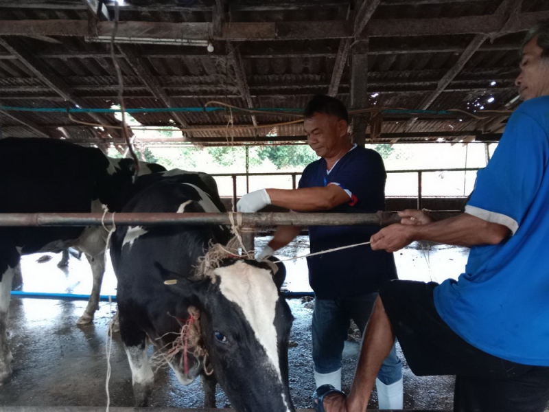 ปศุสัตว์อำเภอสอยดาว รณรงค์ฉีดวัคซีนป้องกันโรคปากและเท้าเปื่อยในโคนม