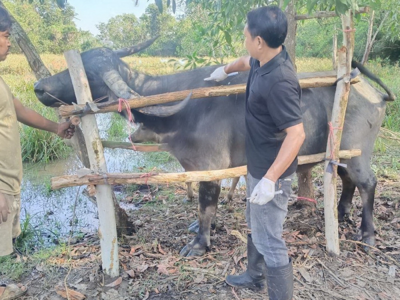 ปศุสัตว์อำเภอมะขาม ให้บริการเกษตรกร ตรวจท้องและถ่ายพยาธิกระบือ พร้อมให้คำแนะนำการดูแลสุขภาพสัตว์