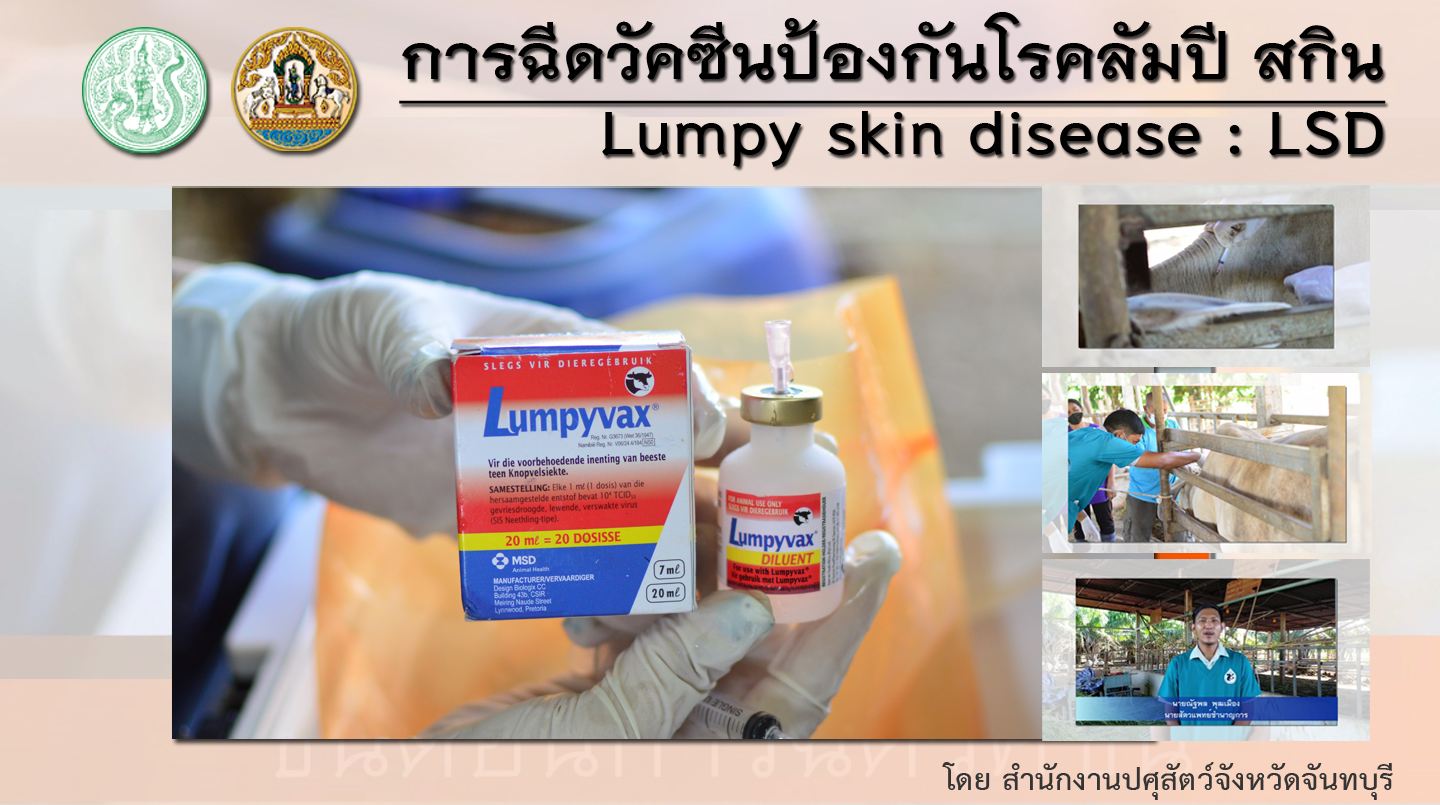 lumpy_skin